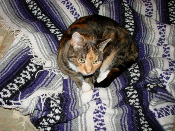 tillie-purple-blanket.jpg